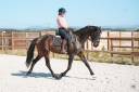 Jument - KWPN -6 ans-Dressage - Amateur / Sport -France