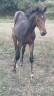 Tr&egrave;s beau poulain SF &agrave; r&eacute;server(Dartagnan de Belliard)