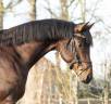 Entier KWPN Cheval de Sport N&eacute;erlandais A vendre 2022 Brun par Next Romancier