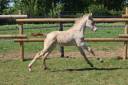 Ponette SBS 