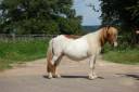 Ponette shetland PP suit&eacute;e