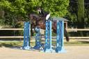 Hongre - Selle Fran&ccedil;ais - 5 ans - CSO - France