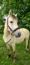 Jasper - Poney &agrave; vendre 