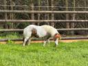 Magnifique poney de 11 ans 