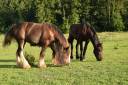 Poulain &Eacute;talon irish cob 