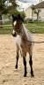 Poulain 1 an 