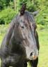 AV - OBI ONE du CERF (DIARADO) - 2 ans