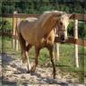 Femelle Welsh Cob de 3 ans
