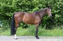 ESSENTIELLE VH GOUDEN BIT 
