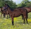 Poulain male SF 1 an Catchar mail x eyken des fontenis 