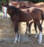 Pouliche SF ulmar mail x fringant de lafage x drakkar 