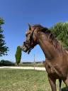 Welsh pony 2 ans 