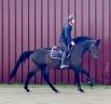 Magnifique, Jument, 8 ans, +-1m64, bwp