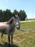 Jument Welsh part bred 4 ans