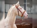 Magnifique Lusitano en couleur spectaculaire