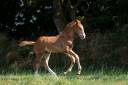 Foal male Check in x Chacon Blue sur la souche de Jumpy