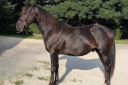 N' Joy, Superbe Quarter Horse M&acirc;le