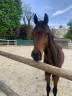 Impact Dream hongre pur-sang 5 ans