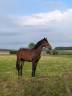 Hongre BWP de 2ans 