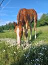 Jolie pouliche FM &agrave; vendre 