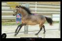Etalon Connemara 4 ans Buckskin approuv&eacute; Co