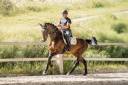 Jument - KWPN - 7 ans - Dressage - France