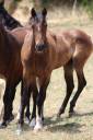 Poulain Pure Race Espagnol PP