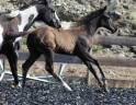 Poulain paint horse PP