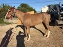 Prince &ndash; Poney ONCP type Welsh &ndash; N&eacute; le 5 janvier 2022