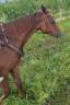 Frozen Twister Doc &ndash; Hongre Quarter Horse plein papie