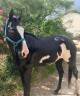 Lewis Wonder Olena &ndash; &Eacute;talon Paint Horse plein papiers