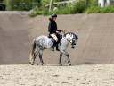 Poney fran&ccedil;ais de selle PP