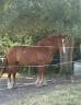 &Agrave; VENDRE &ndash; Cheval crois&eacute; Breton x Selle Fran&ccedil;ais