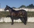 Hongre zangersheide 3 ans mont&eacute; 