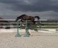 Jument SF 3 ans mont&eacute; 