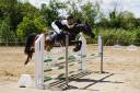 Hongre Autre Race de Poney A vendre 2012 Noir