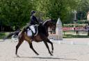 Hongre - KWPN - 14 ans - Dressage / PSG - France