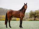 Chevaux loisirs 