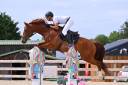 Hongre de 6 ans SF 