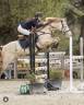 Poney FEI &agrave; vendre