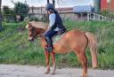 Entier Shetland A vendre 2014 Alezan