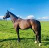cheval hongre 6ans CSO