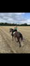 Jument Sbs 178 cm origine don jazz texell kwpnx smadun 