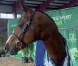 4 Foals 2 Poulini&egrave;res DOUBLE PLEASURE Champion Europe 