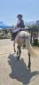 CONNEMARA HONGRE 4 ANS