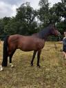Nadir des Galiniers Cheval Pure Sang Arabe 3 ans
