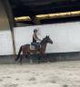 Poney New Forest de 3 ans 