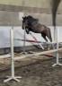 Poney New Forest de 3 ans