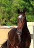 Hongre - KWPN - 7 ans - Dressage / Polyvalent - France