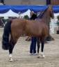 Poulain et pouliche PFS Par Double Pleasure 